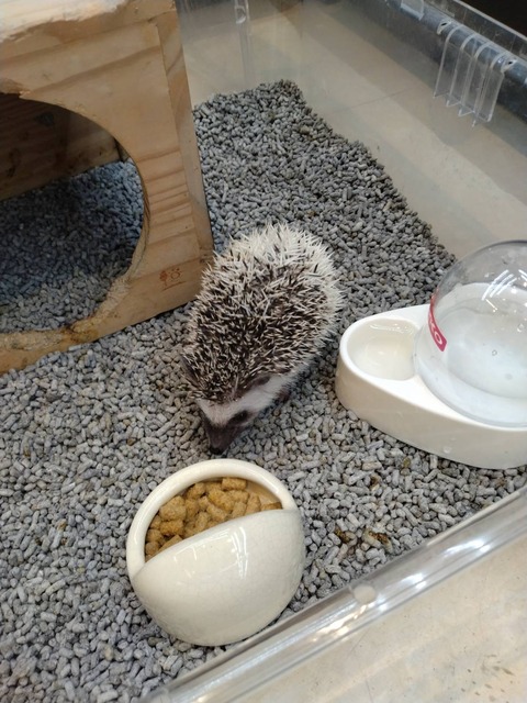 ヨツユビハリネズミ