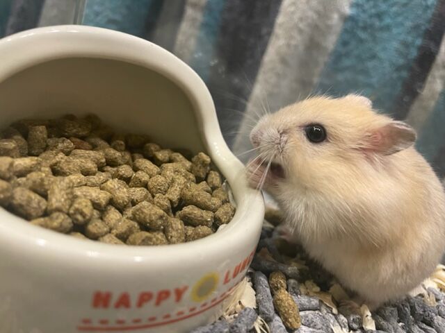 ジャンガリアンハムスター イエロー 小動物専門店nature S