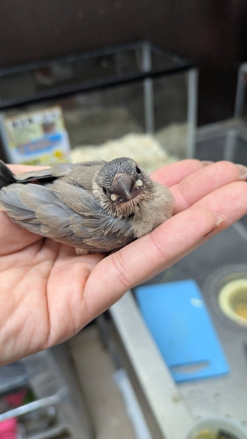 バードフェア🐣🎶