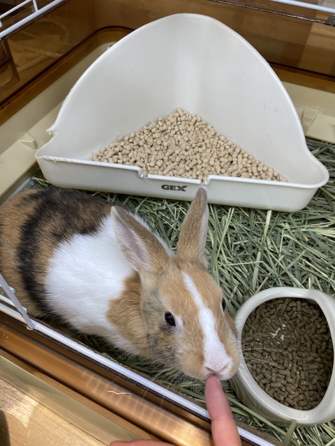 ミニなうさぎさん