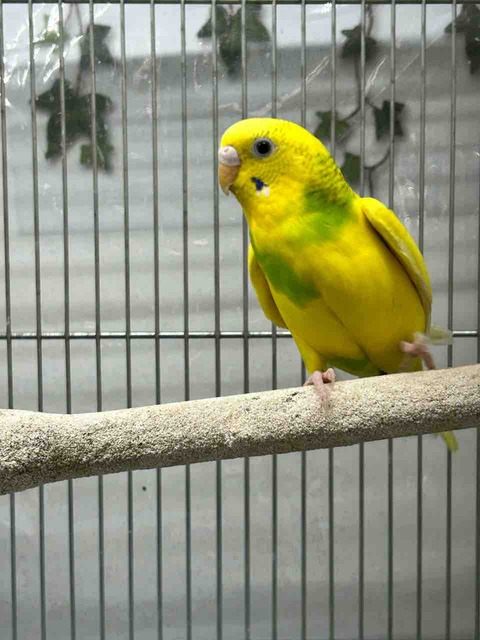 セキセイインコちゃん