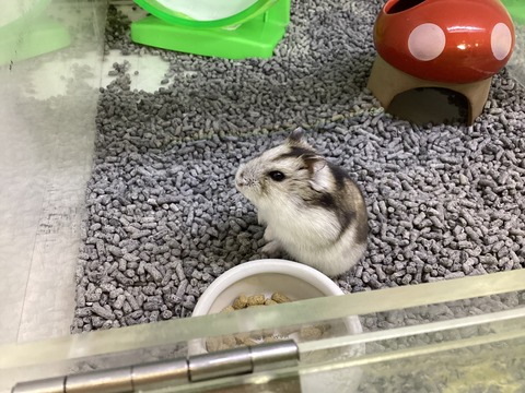 まん丸ハムスターさん！