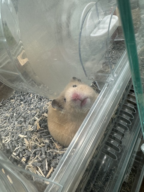 きゅーとなはむ‪🐹