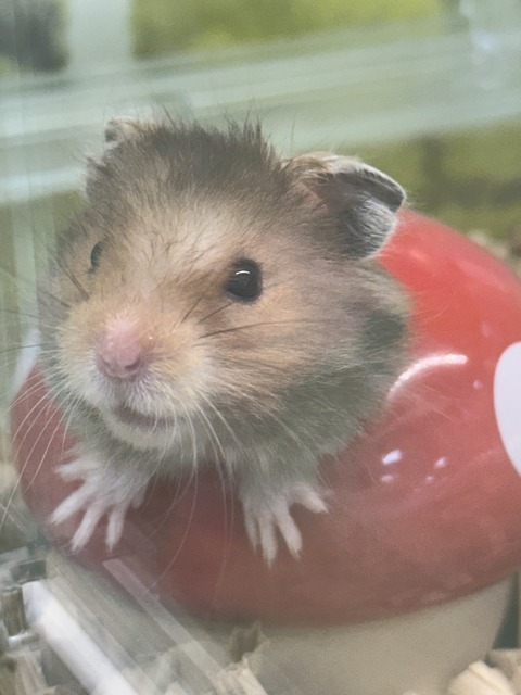 ゴールデンハムスター長毛くん🐹