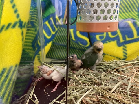 コザクラインコ