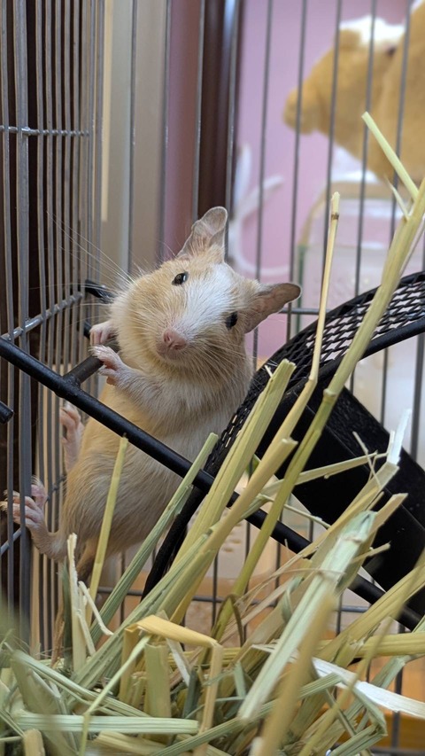 New小動物♡