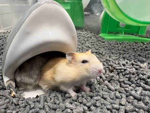 ジャンガリアン🐹