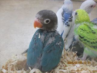 可愛い雛達 小動物専門店nature S