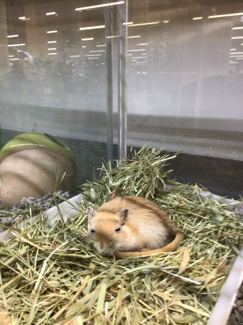 カラージャービル