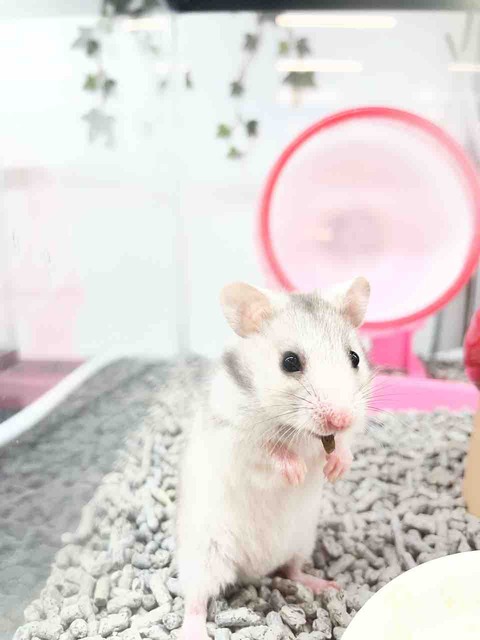 ハムスター