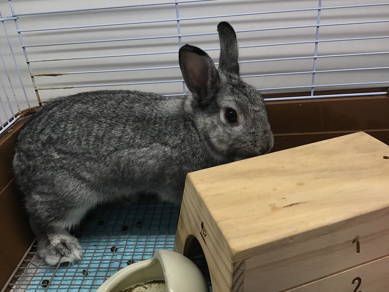 グレーうさぎちゃん Www Vetrepro Fr