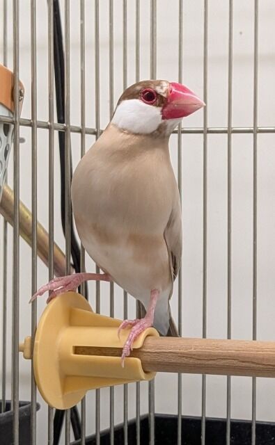 シナモン文鳥♡ : 小動物専門店NATURE'S