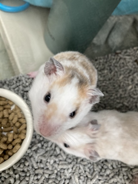 はむ☆