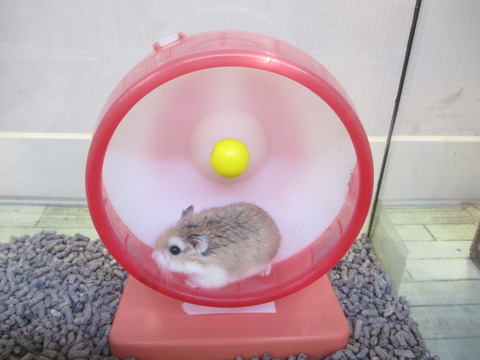 ロボロフスキーハムスター🐹