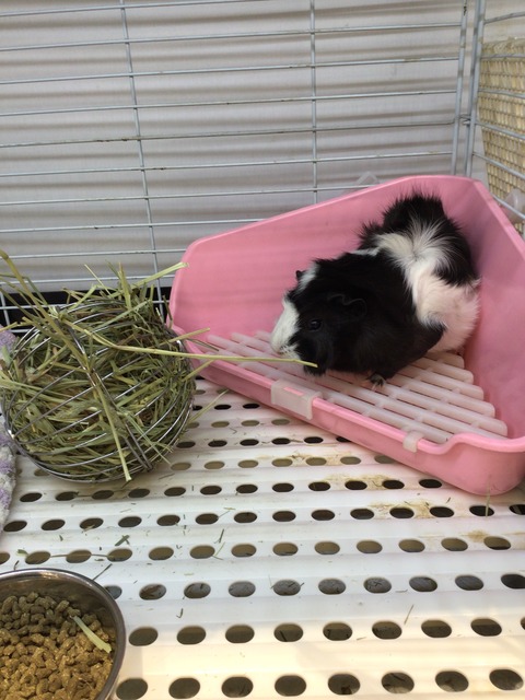 アビシニアンモルモット