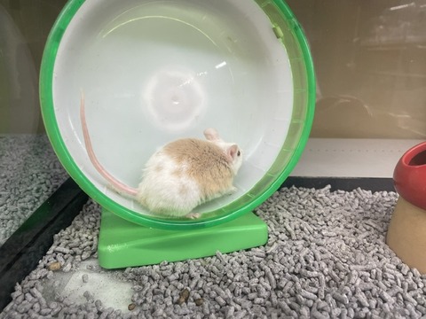 ヤワゲネズミ