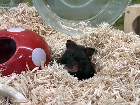 今日のハムちゃん🐹
