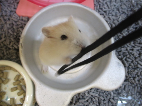 プディングジャンガリアンハムスター🐹