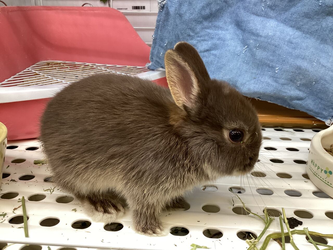 ネザーランドドワーフのご紹介！ : 小動物専門店NATURE'S