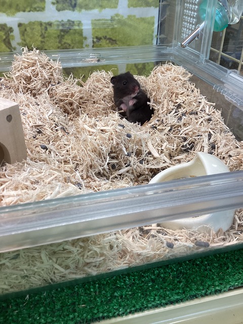 かわいいハムちゃん🐹