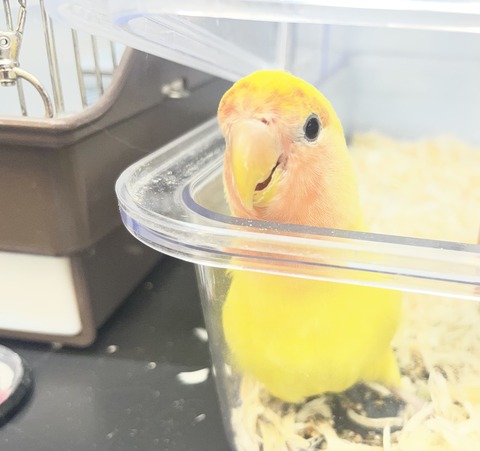 コザクラインコ