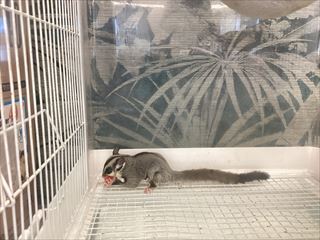 フクロモモンガ