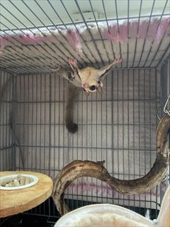 フクロモモンガ　