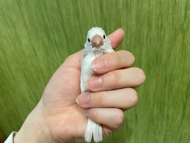 白文鳥【雛】🐣 : 小動物専門店NATURE'S