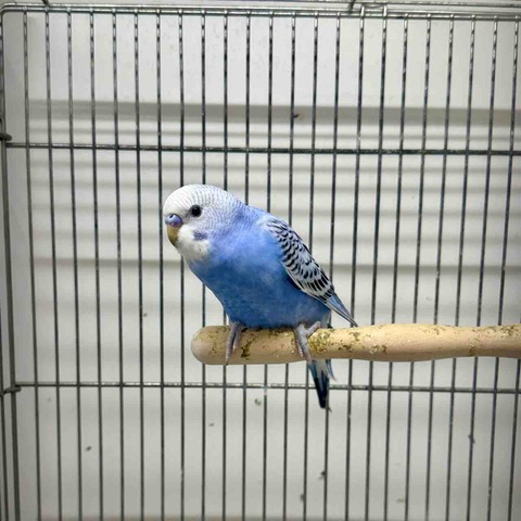セキセイインコ🦜