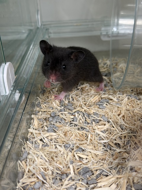 新入りハム‪🐹✨