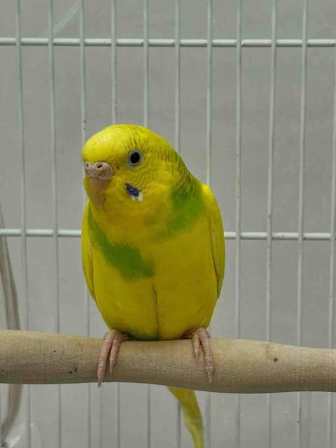 セキセイインコ🦜