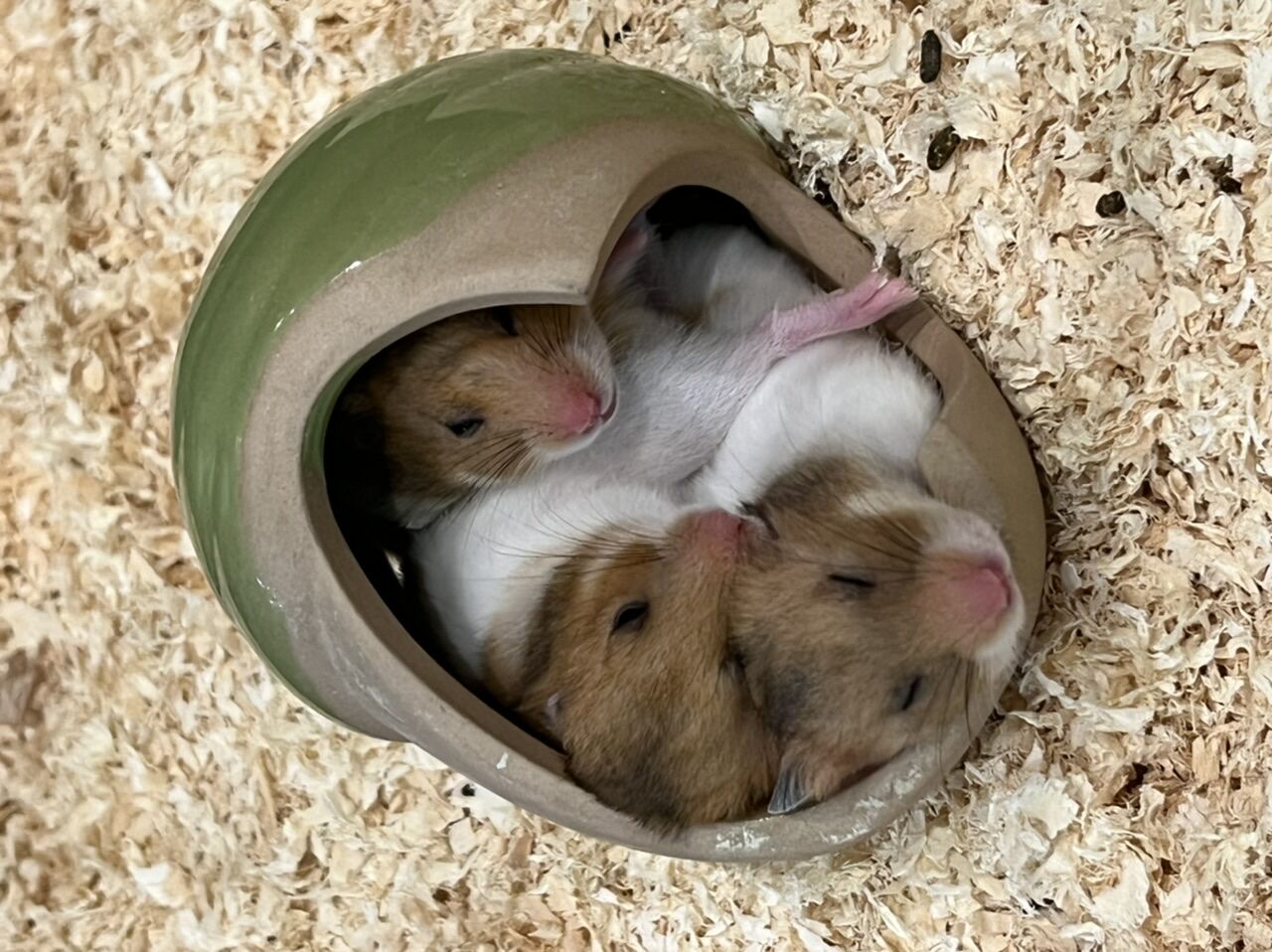 ゴールデンハムスター 小動物専門店nature S