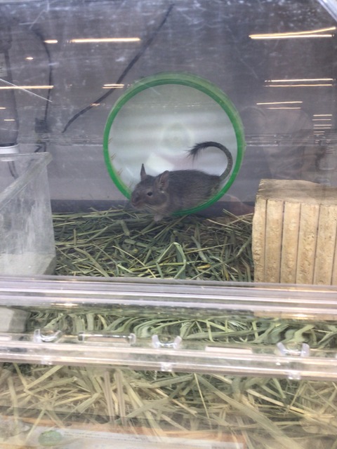 デグー