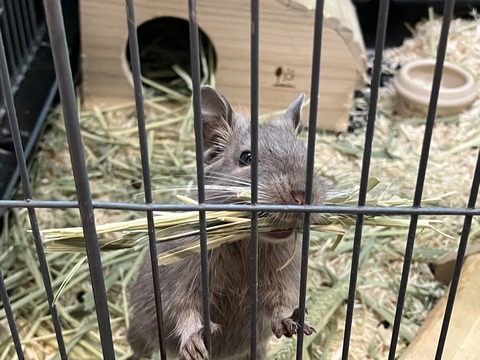 デグー
