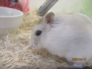 ハムスター用品店①~⑦おまとめ専用ページ www.toraseyat.com