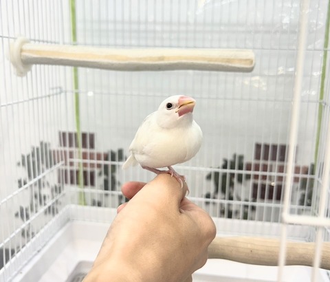 手乗り白文鳥