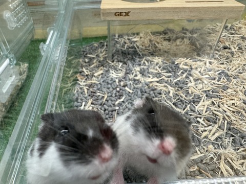 パンダドワーフハムスター🐹