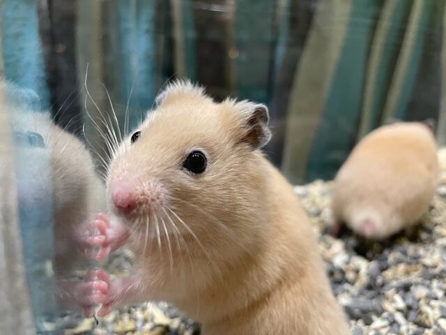 キンクマハムスター🐹 : 小動物専門店NATURE'S