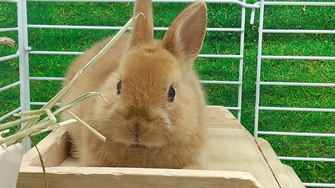 のびのび・ネザーランドドワーフラビット