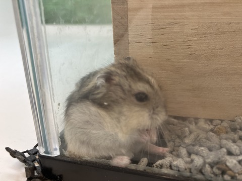 ジャンガリアンハムスター　グレー