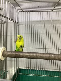 新しく来たセキセイインコさん！！