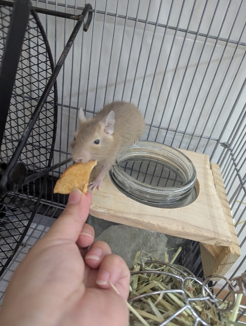 ☆デグーさんのご紹介☆