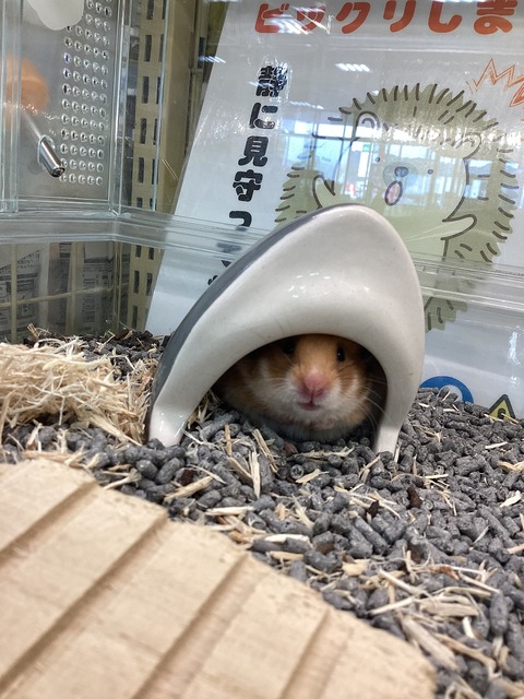 ビビりなハムさん