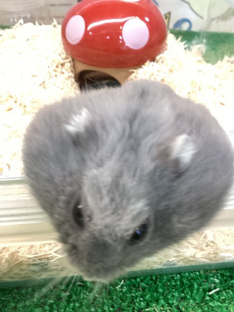 名前がかっこいい　バイオレットパイドドワーフハムスター🐹