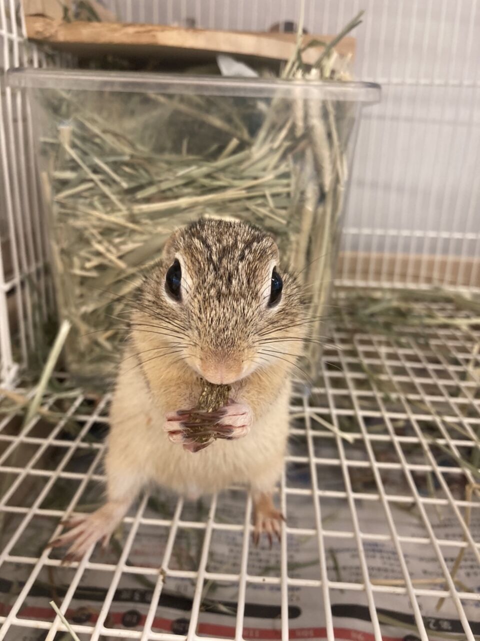 ジュウサンセンジリス 小動物専門店nature S