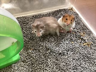 新入荷のハムスターさん！！