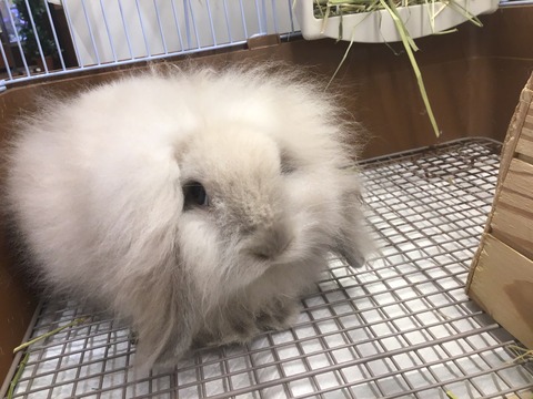 うさぴっぴ