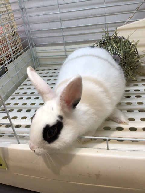 ネザーランドドワーフ