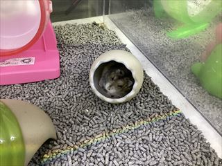 ハムスターさん！