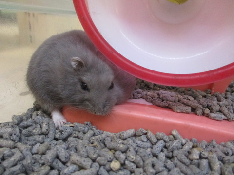 お店の子紹介！